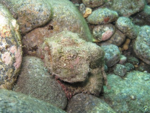 Humpback scorpionfish